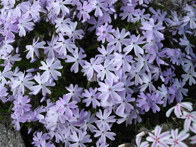 Emerald Blue Phlox (Phlox Subulata 'Emerald Blue') — Emerald Blue Phlox produces a sea of soft blue-violet flowers