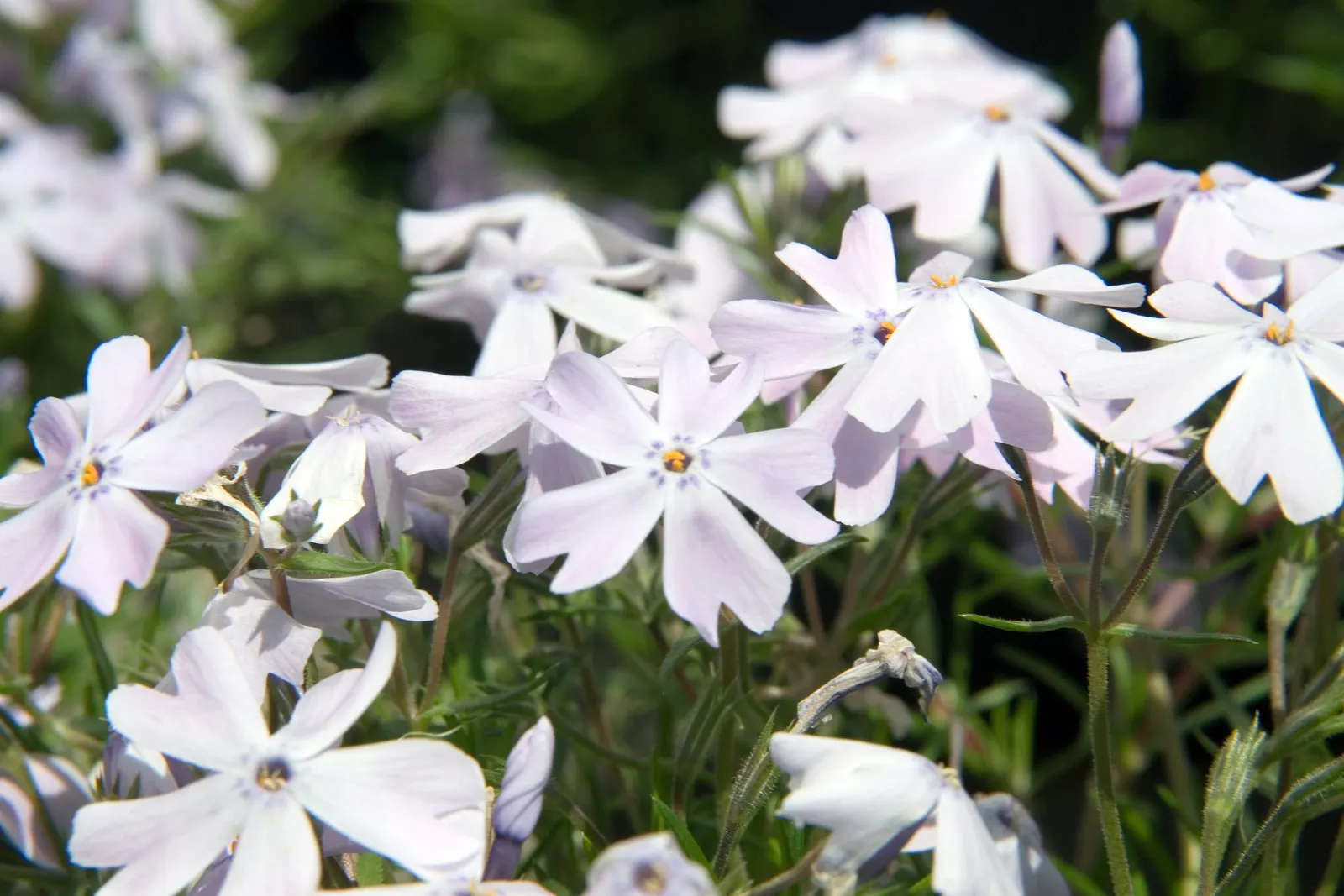 Emerald Blue Phlox (Phlox Subulata 'Emerald Blue') — As a robust evergreen perennial