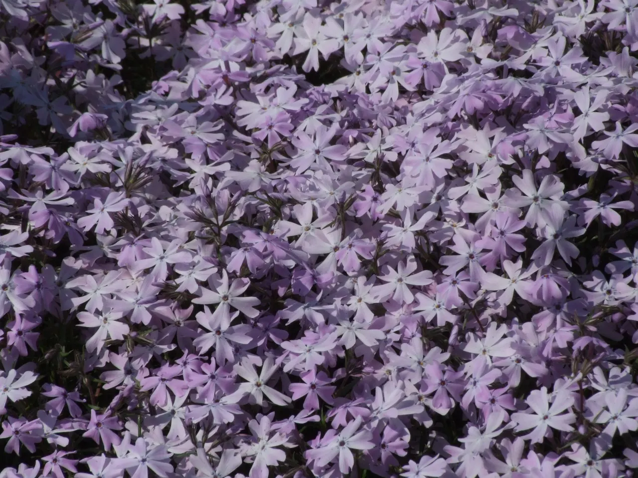 Emerald Blue Phlox (Phlox Subulata 'Emerald Blue') — each with five petal-like lobes