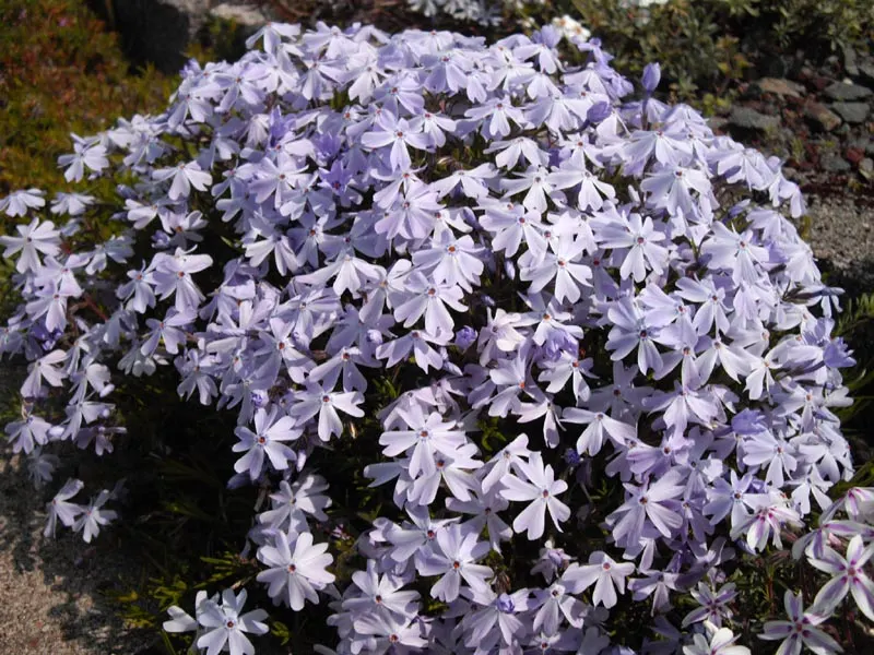 Emerald Blue Phlox (Phlox Subulata 'Emerald Blue') — and slopes where erosion control is needed.<br><br>Flourishing under full to partial sunlight