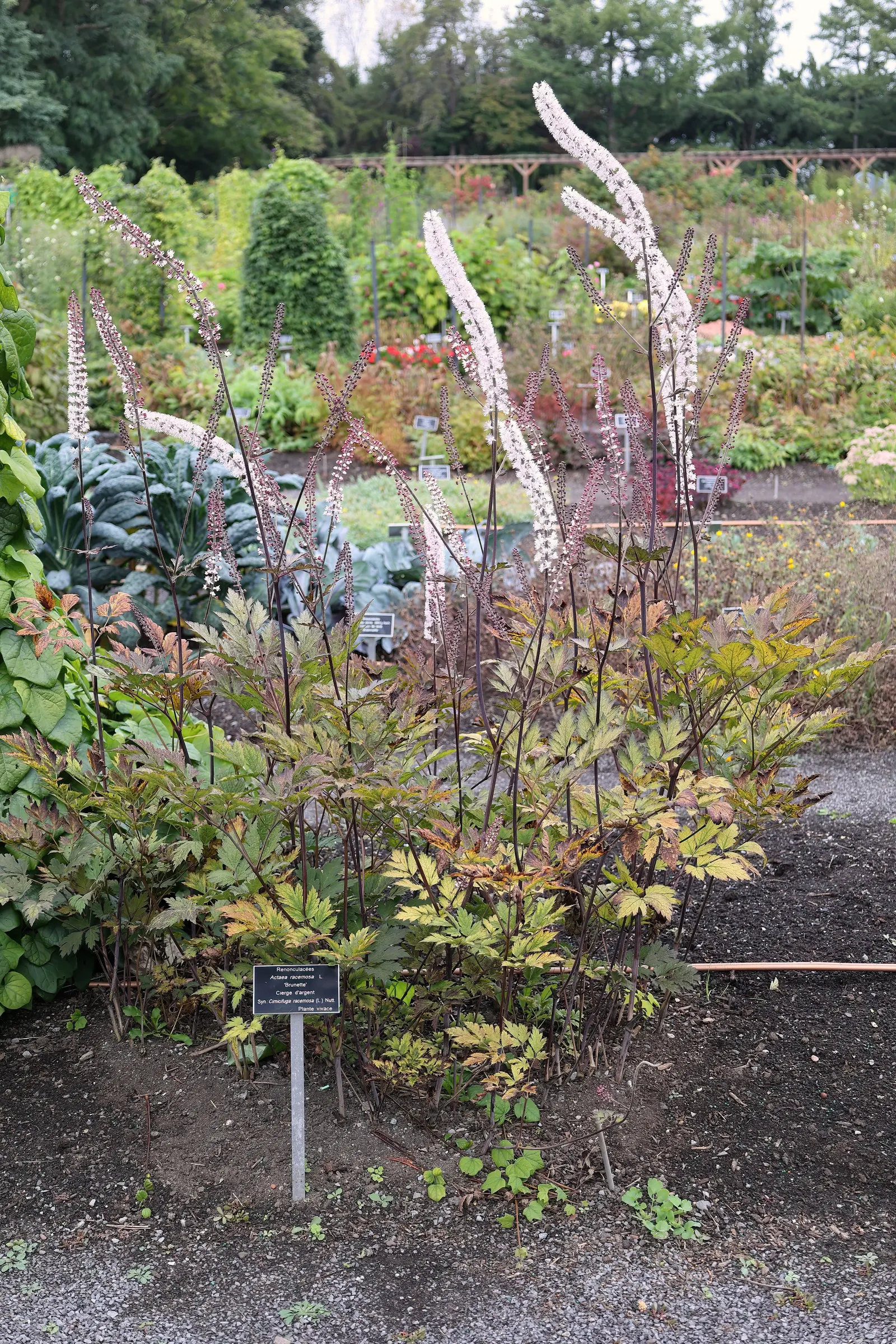 Black Snakeroot (Actaea Racemosa) — With a spread of 2-4 feet, this shade-lover adds vertical interest in woodland or shaded garden areas; so it, image 45