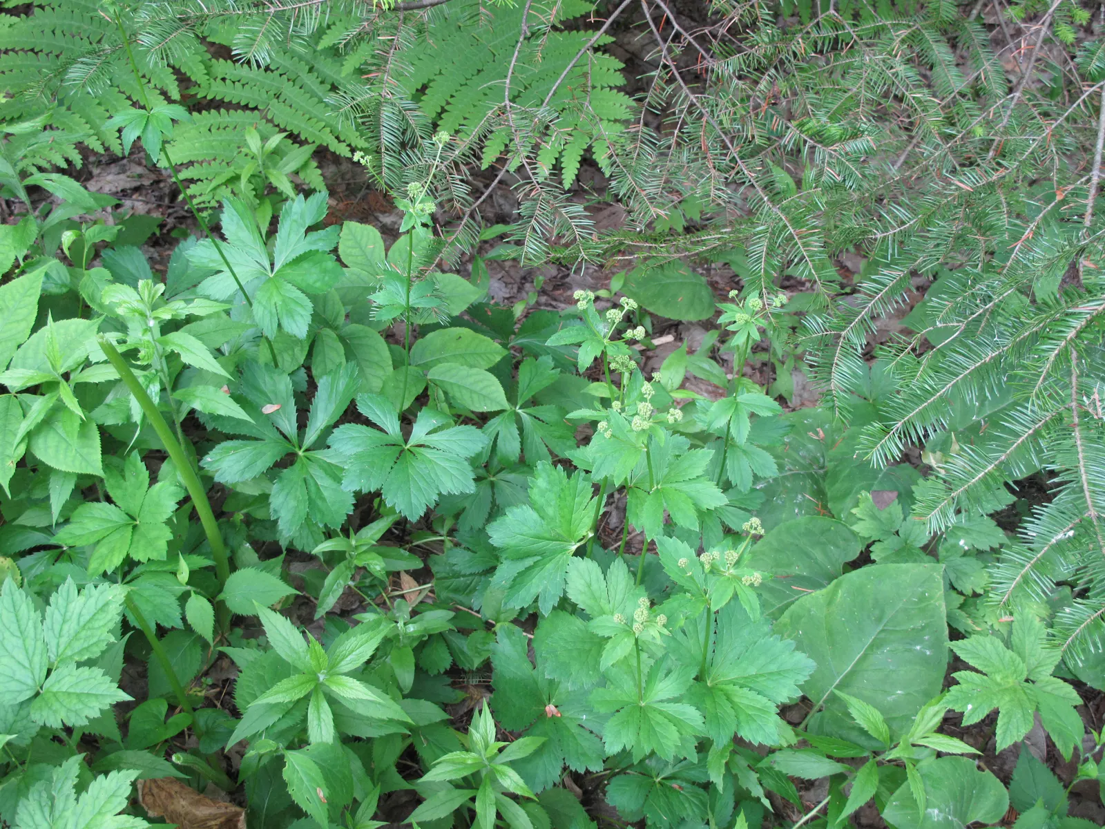 Black Snakeroot (Actaea Racemosa) — It thrives in USDA hardiness zones 3 through 8; its deep green, compound leaves turn a subtle yellow in fall, providing a