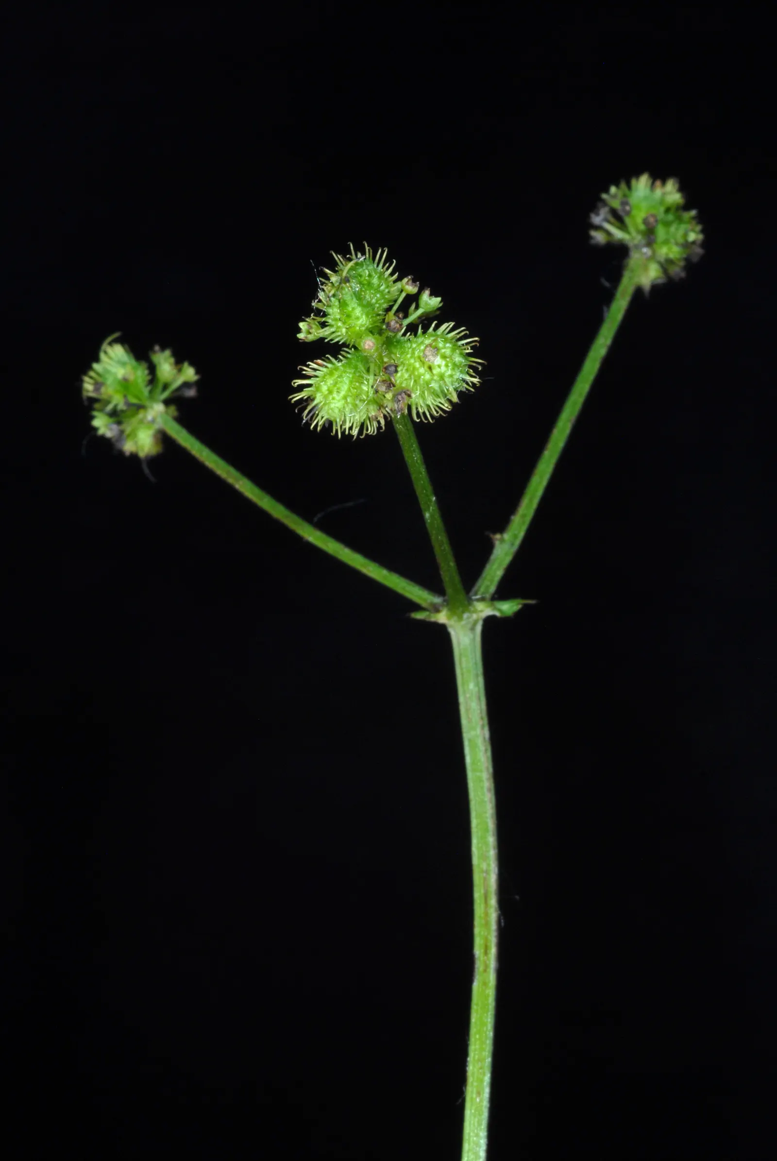 Black Snakeroot (Actaea Racemosa) — Note that all parts of this plant are poisonous if ingested