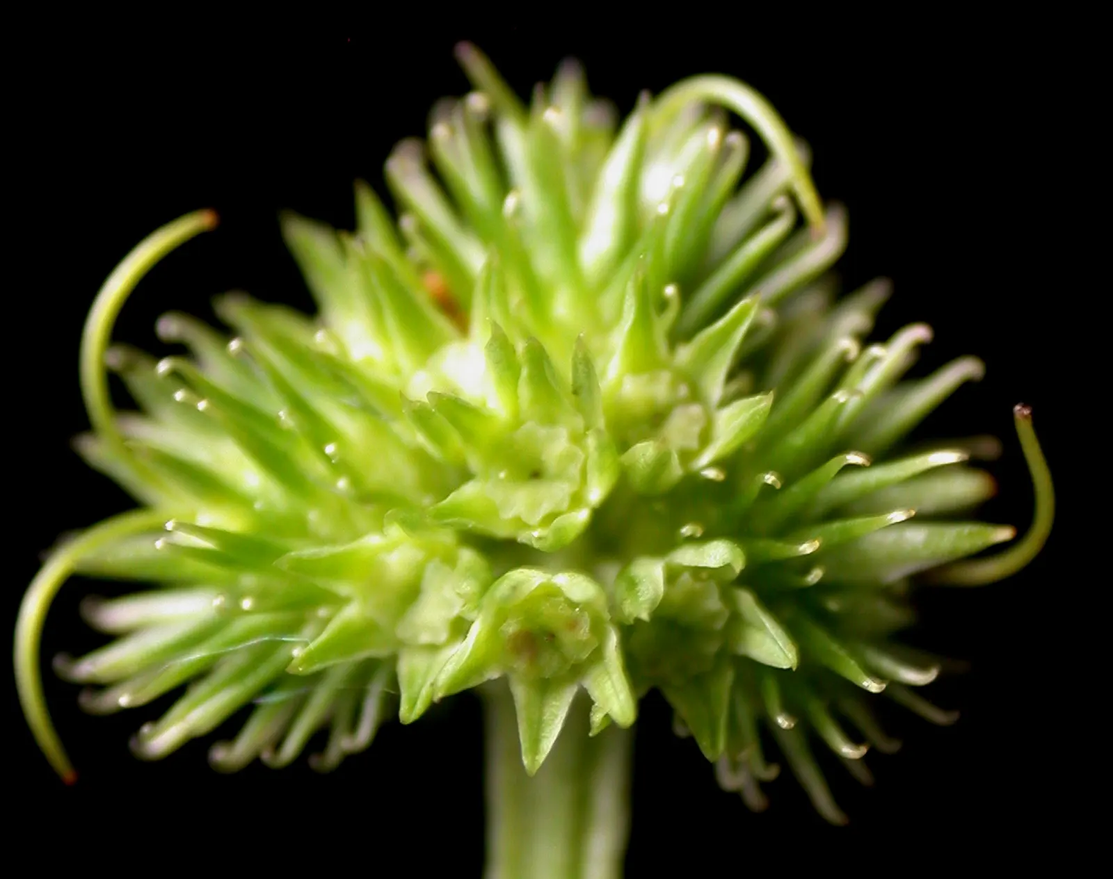 Black Snakeroot (Actaea Racemosa) — favoring a spot in the garden that provides partial to full shade; black Snakeroot showcases its pronounced, image 71