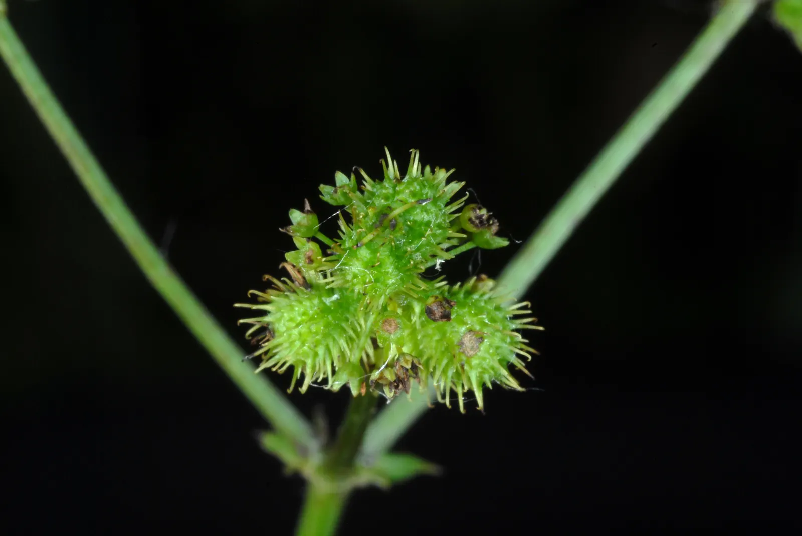 Black Snakeroot (Actaea Racemosa) — so it should be sited with care in landscapes where children and pets play, image 102