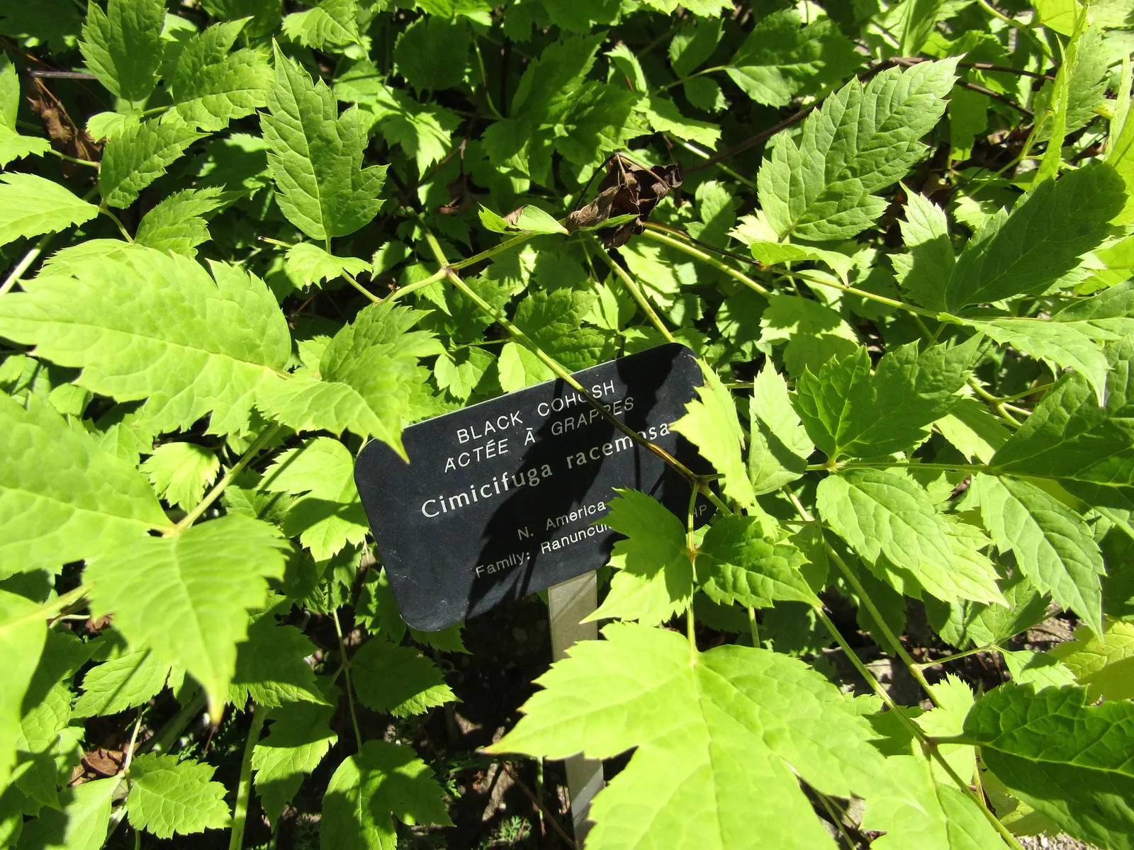 Black Snakeroot (Actaea Racemosa) — Its deep green, compound leaves turn a subtle yellow in fall, providing a delicate seasonal transition, image 88