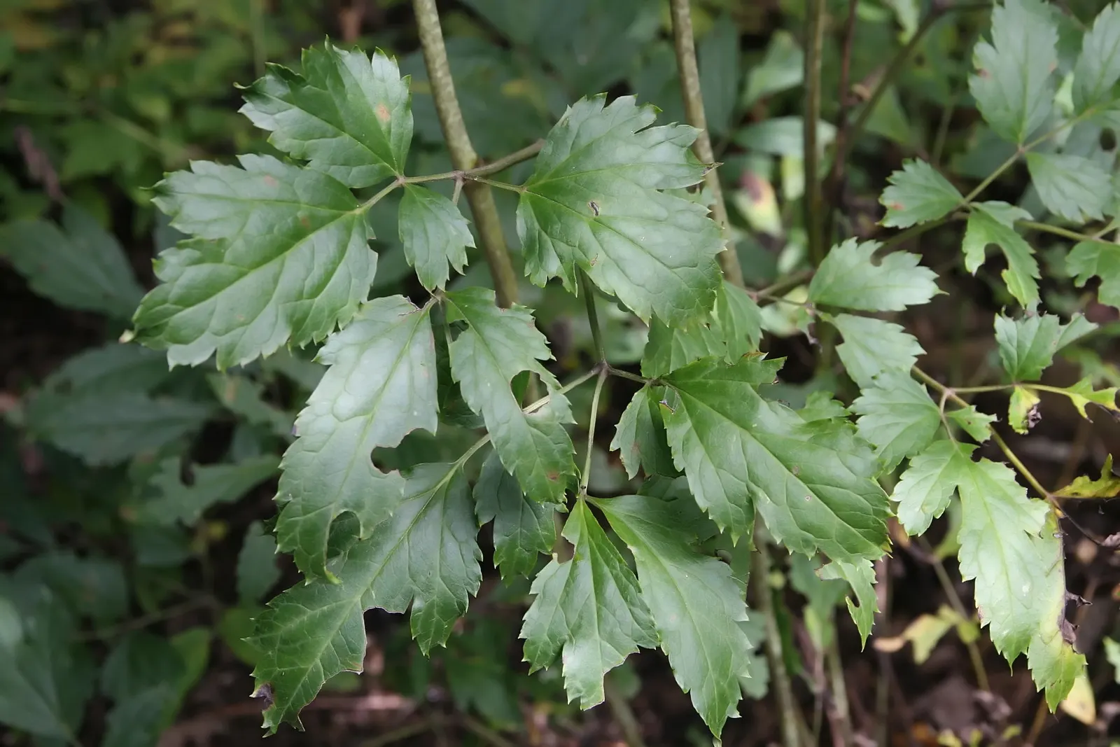 Black Snakeroot (Actaea Racemosa) — allowing it to make a substantial impact in the landscape design; so it should be sited with care in landscapes, image 72