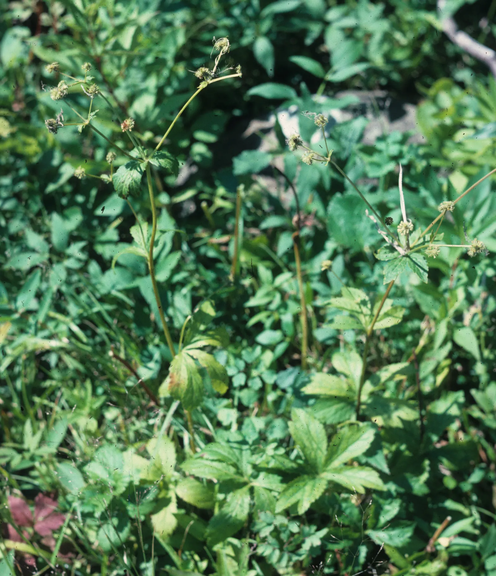 Black Snakeroot (Actaea Racemosa) — adding a vertical dimension to the garden; so it should be sited with care in landscapes where children and, image 96