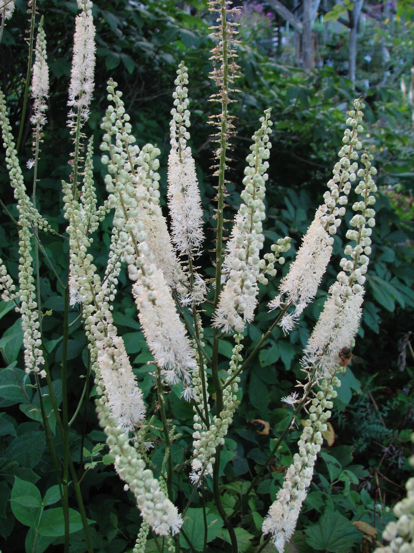 Black Snakeroot (Actaea Racemosa) — adding a vertical dimension to the garden; so it should be sited with care in landscapes where children and, image 54
