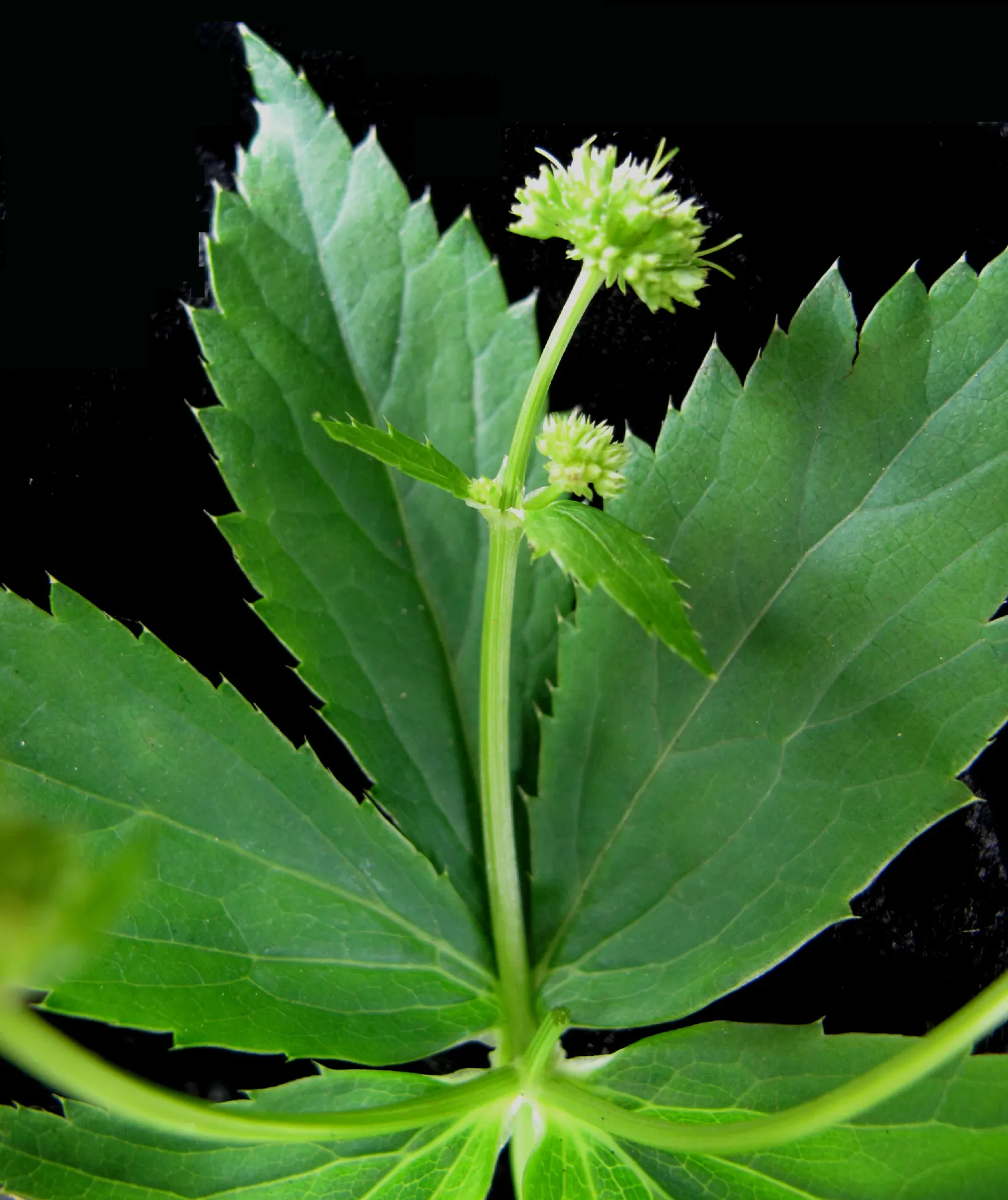 Black Snakeroot (Actaea Racemosa) — Note that all parts of this plant are poisonous if ingested; black Snakeroot showcases its pronounced white to cream flower