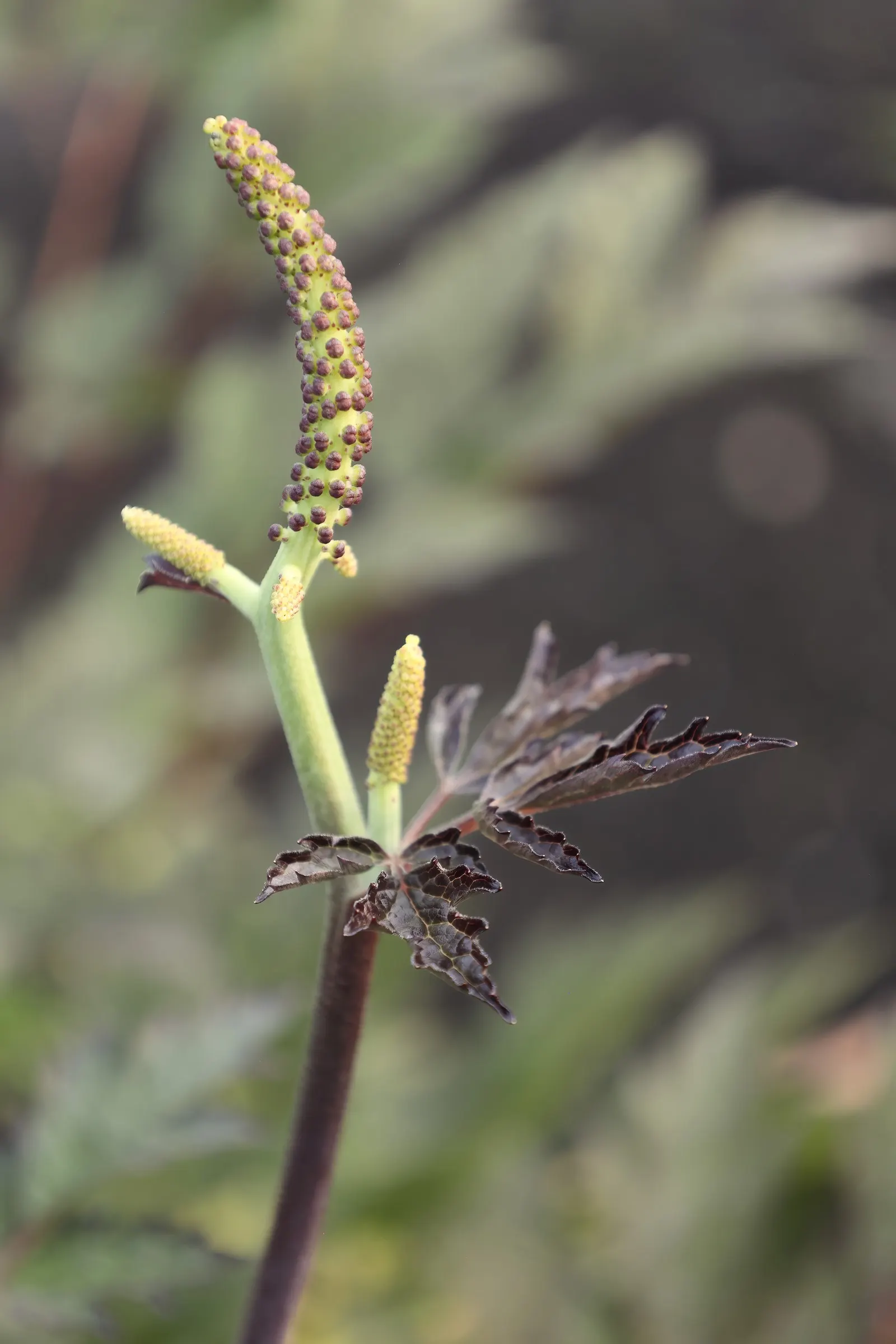 Black Snakeroot (Actaea Racemosa) — attracting pollinators such as butterflies and bees.<br><br>For optimal growth; black Snakeroot showcases its pronounced