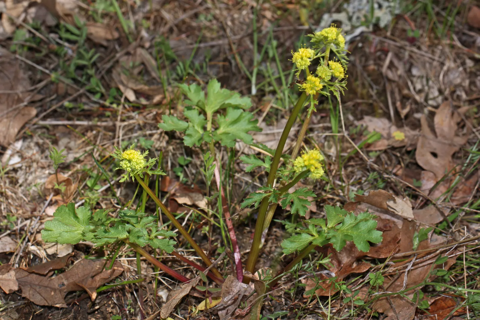Black Snakeroot (Actaea Racemosa) — well-drained soil with a good amount of organic matter