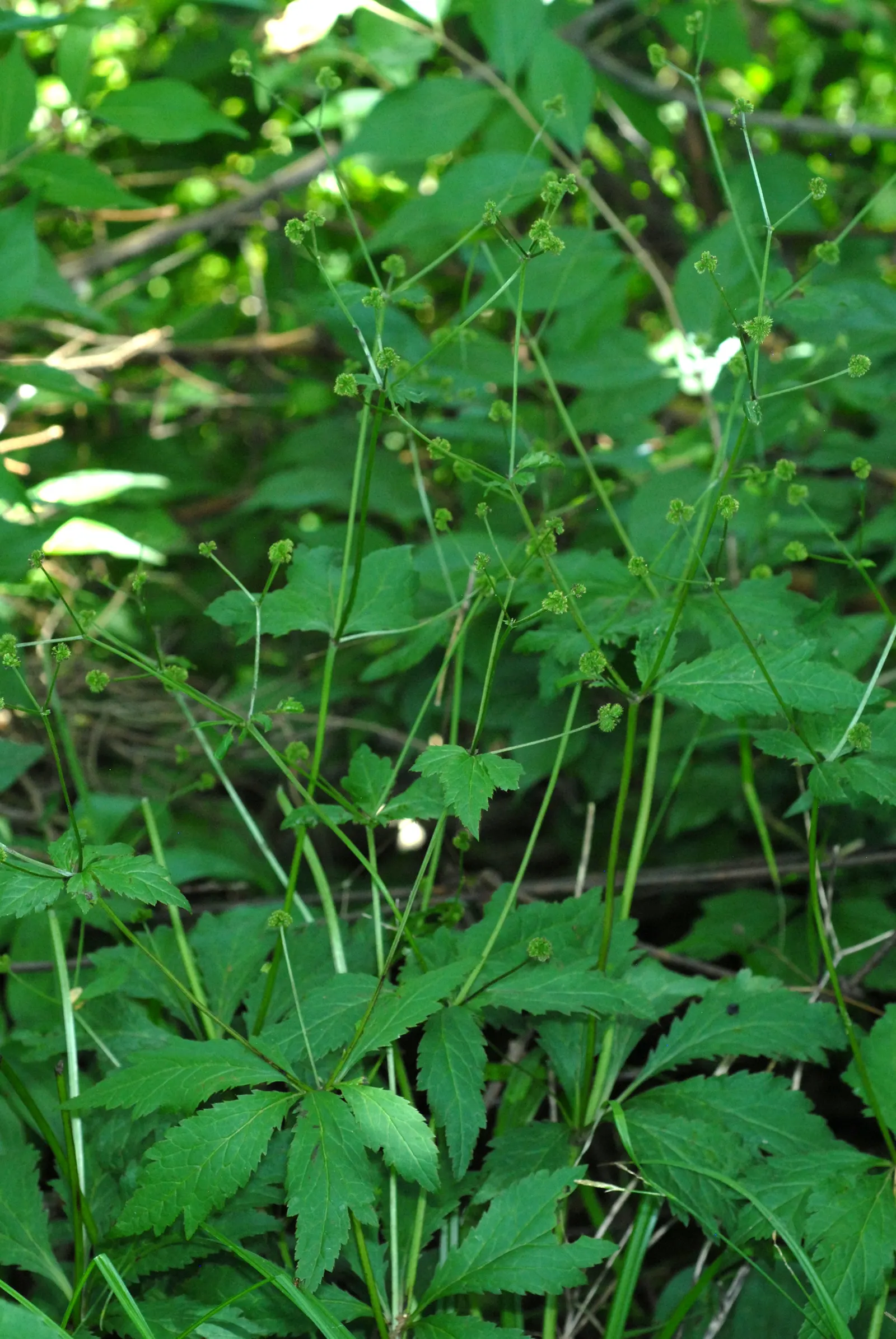 Black Snakeroot (Actaea Racemosa) — Black Snakeroot showcases its pronounced white to cream flower spikes that can extend above the foliage, image 74