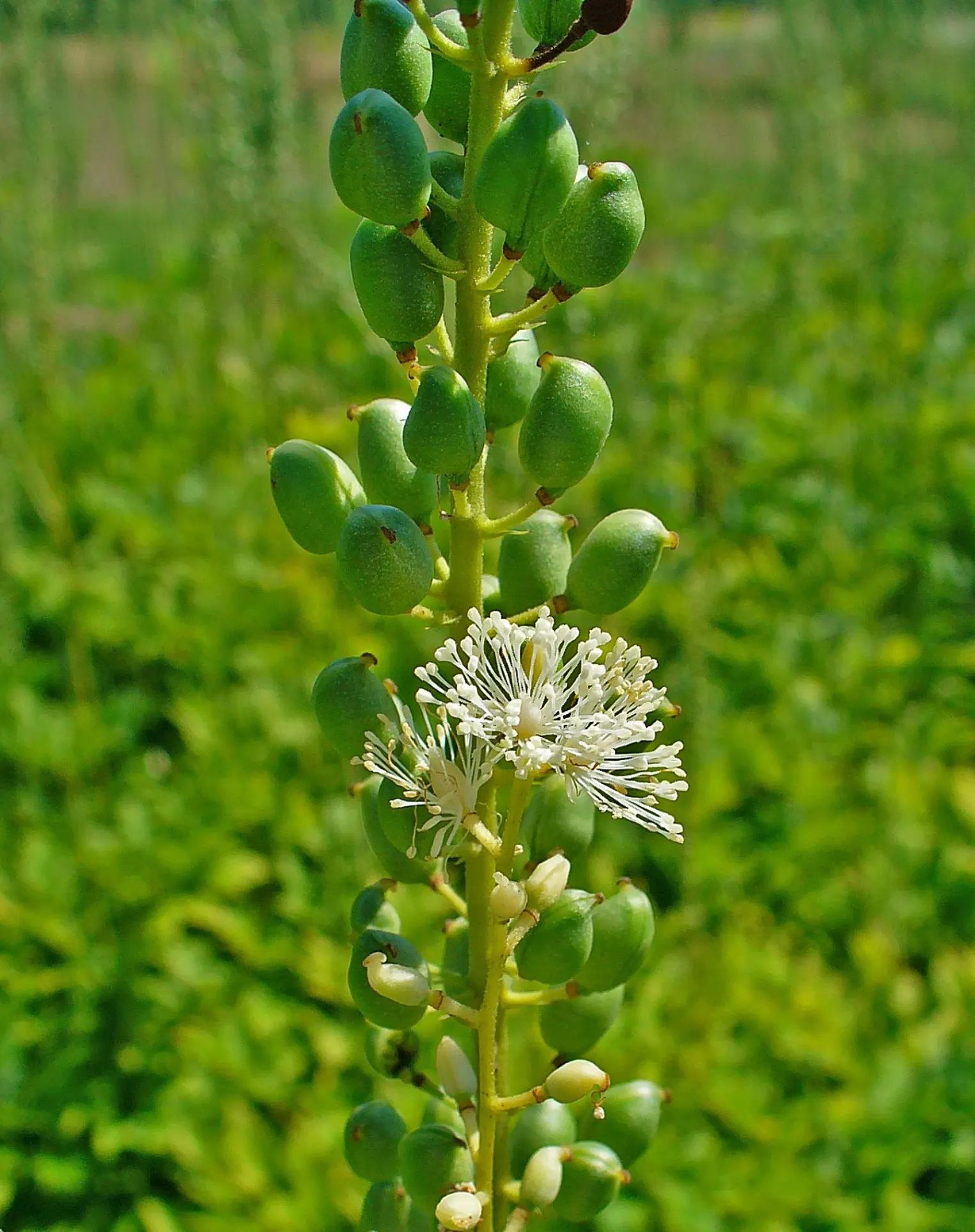 Black Snakeroot (Actaea Racemosa) — Black Snakeroot showcases its pronounced white to cream flower spikes that can extend above the foliage, image 32