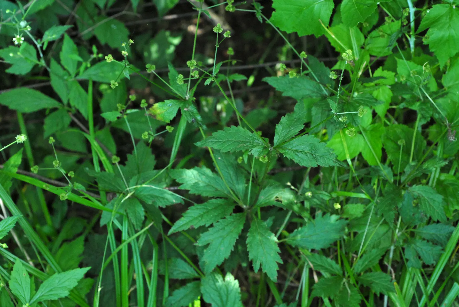 Black Snakeroot (Actaea Racemosa) — These dramatic blooms are also rich in nectar