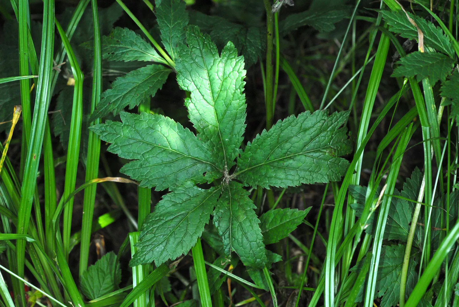 Black Snakeroot (Actaea Racemosa) — attracting pollinators such as butterflies and bees.<br><br>For optimal growth; black Snakeroot showcases its, image 56
