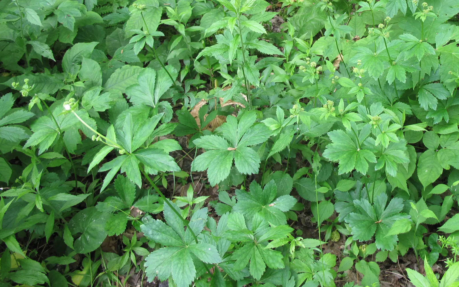 Black Snakeroot (Actaea Racemosa) — allowing it to make a substantial impact in the landscape design
