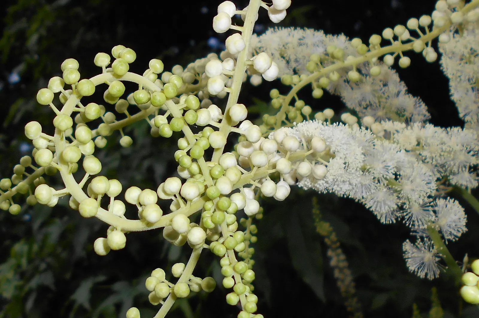 Black Snakeroot (Actaea Racemosa) — These dramatic blooms are also rich in nectar; its deep green, compound leaves turn a subtle yellow in fall, image 55