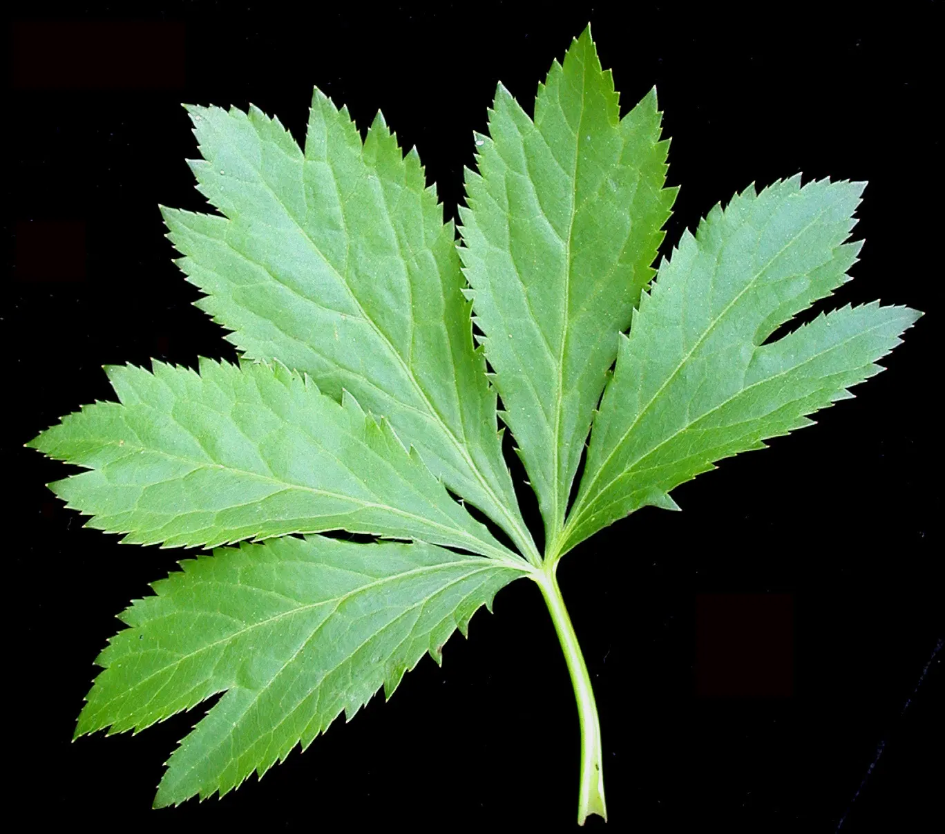 Black Snakeroot (Actaea Racemosa) — It thrives in USDA hardiness zones 3 through 8; its deep green, compound leaves turn a subtle yellow in fall, image 70