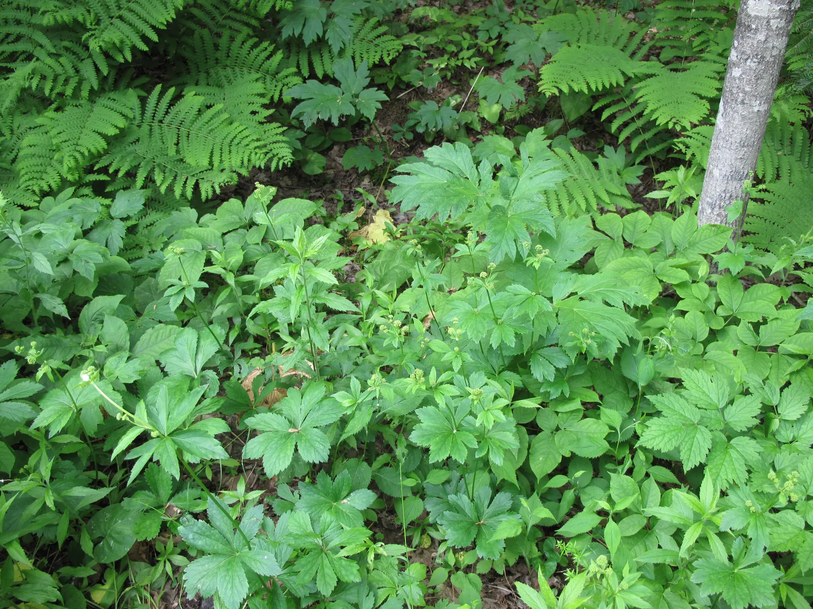 Black Snakeroot (Actaea Racemosa) — It features bottlebrush spires of fragrant white flowers that bloom in late summer, reaching up to 6 feet tall, image 65