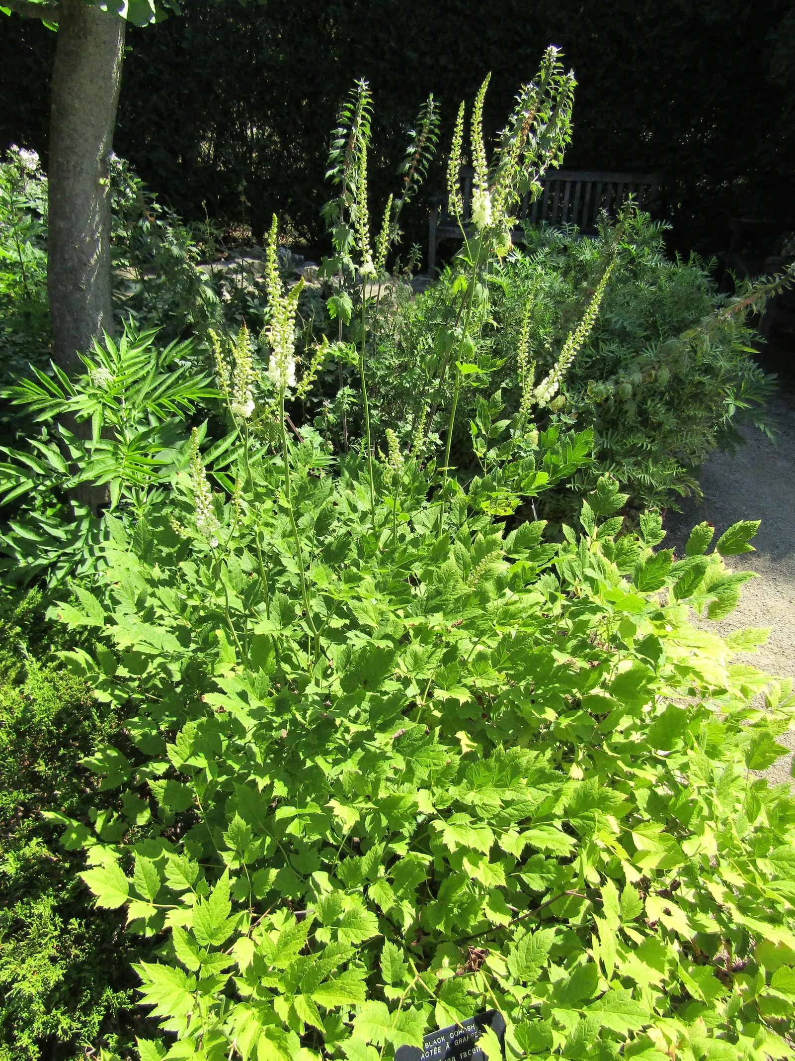 Black Snakeroot (Actaea Racemosa) — It thrives in USDA hardiness zones 3 through 8; its deep green, compound leaves turn a subtle yellow in fall, image 91