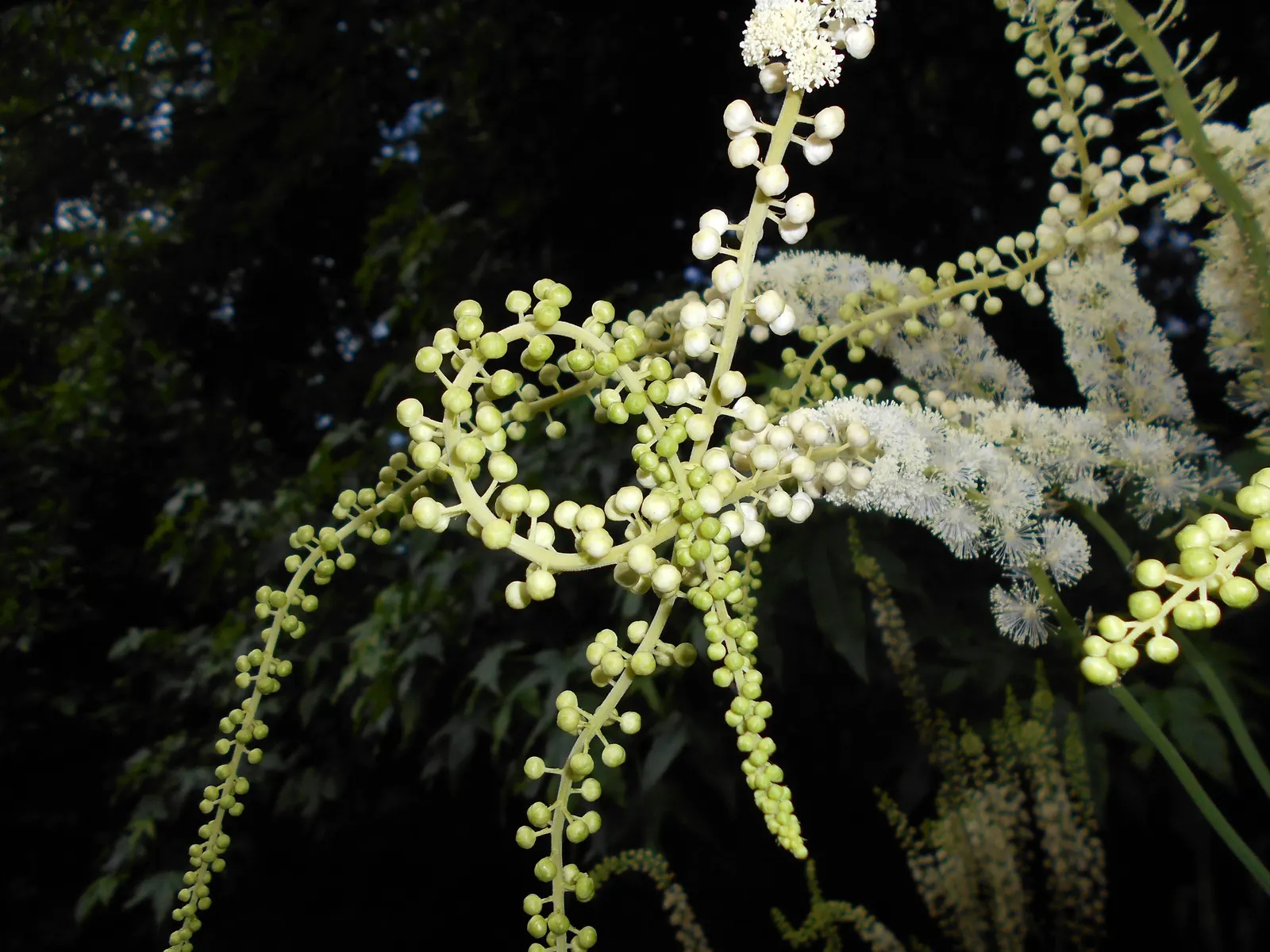 Black Snakeroot (Actaea Racemosa) — Black Snakeroot, or Actaea racemosa, is a striking perennial native to North American woodlands
