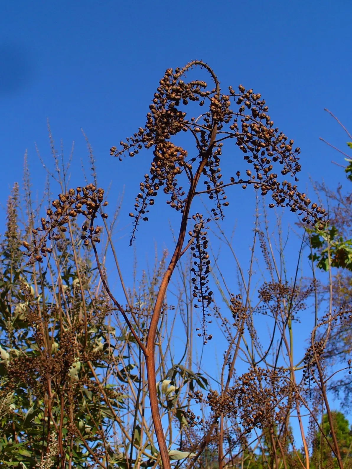 Black Snakeroot (Actaea Racemosa) — white flowers in the garden; its deep green, compound leaves turn a subtle yellow in fall, providing a delicate, image 61
