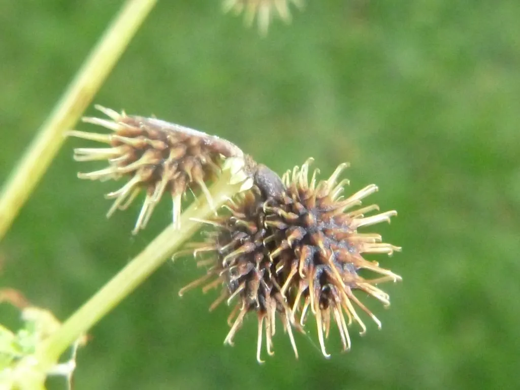Black Snakeroot (Actaea Racemosa) — is a perennial plant native to the eastern North America