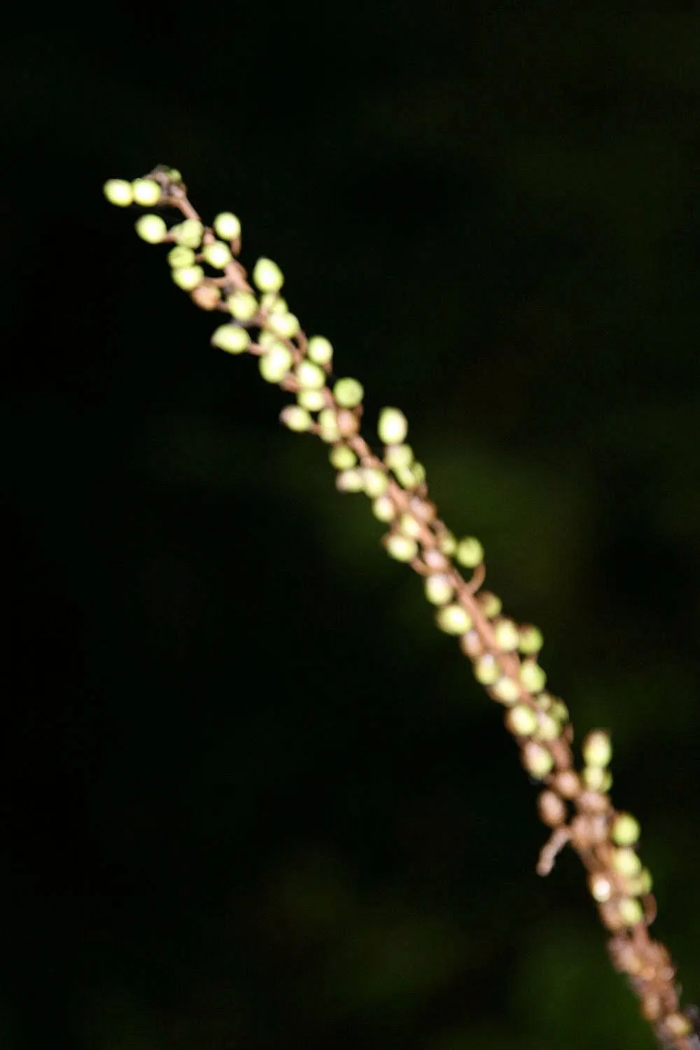 Black Snakeroot (Actaea Racemosa) — These dramatic blooms are also rich in nectar; its deep green, compound leaves turn a subtle yellow in fall, image 76
