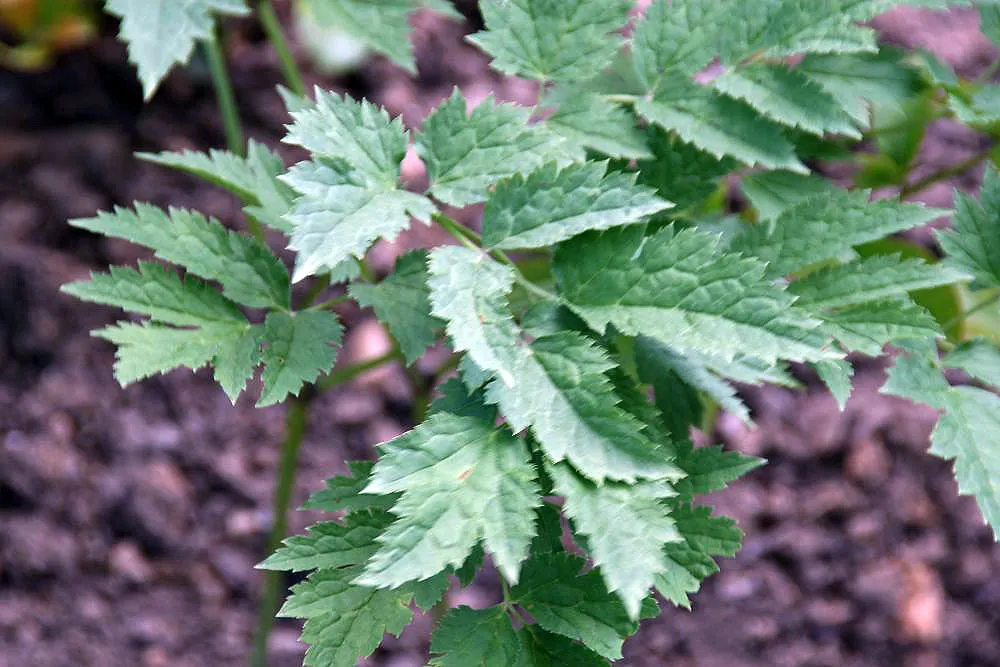 Black Snakeroot (Actaea Racemosa) — With a spread of 2-4 feet, this shade-lover adds vertical interest in woodland or shaded garden areas; so it, image 66