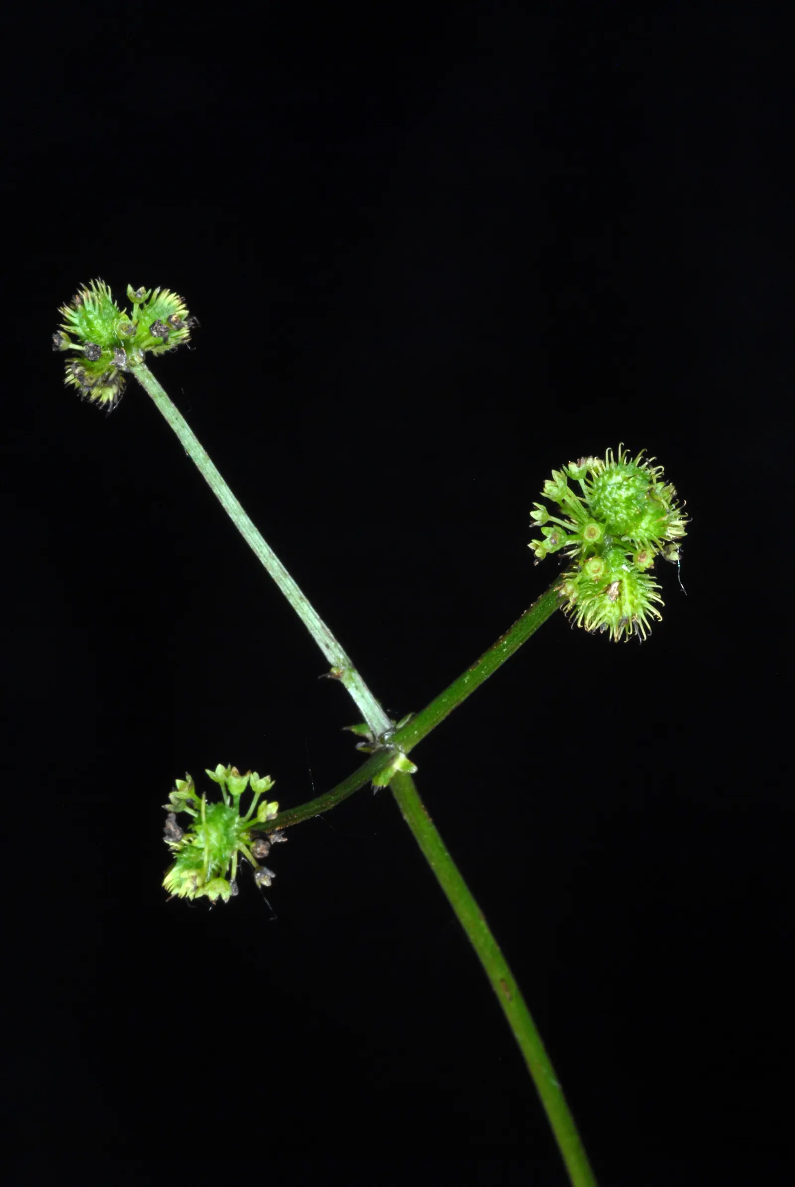 Black Snakeroot (Actaea Racemosa) — Note that all parts of this plant are poisonous if ingested; black Snakeroot showcases its pronounced white to, image 80
