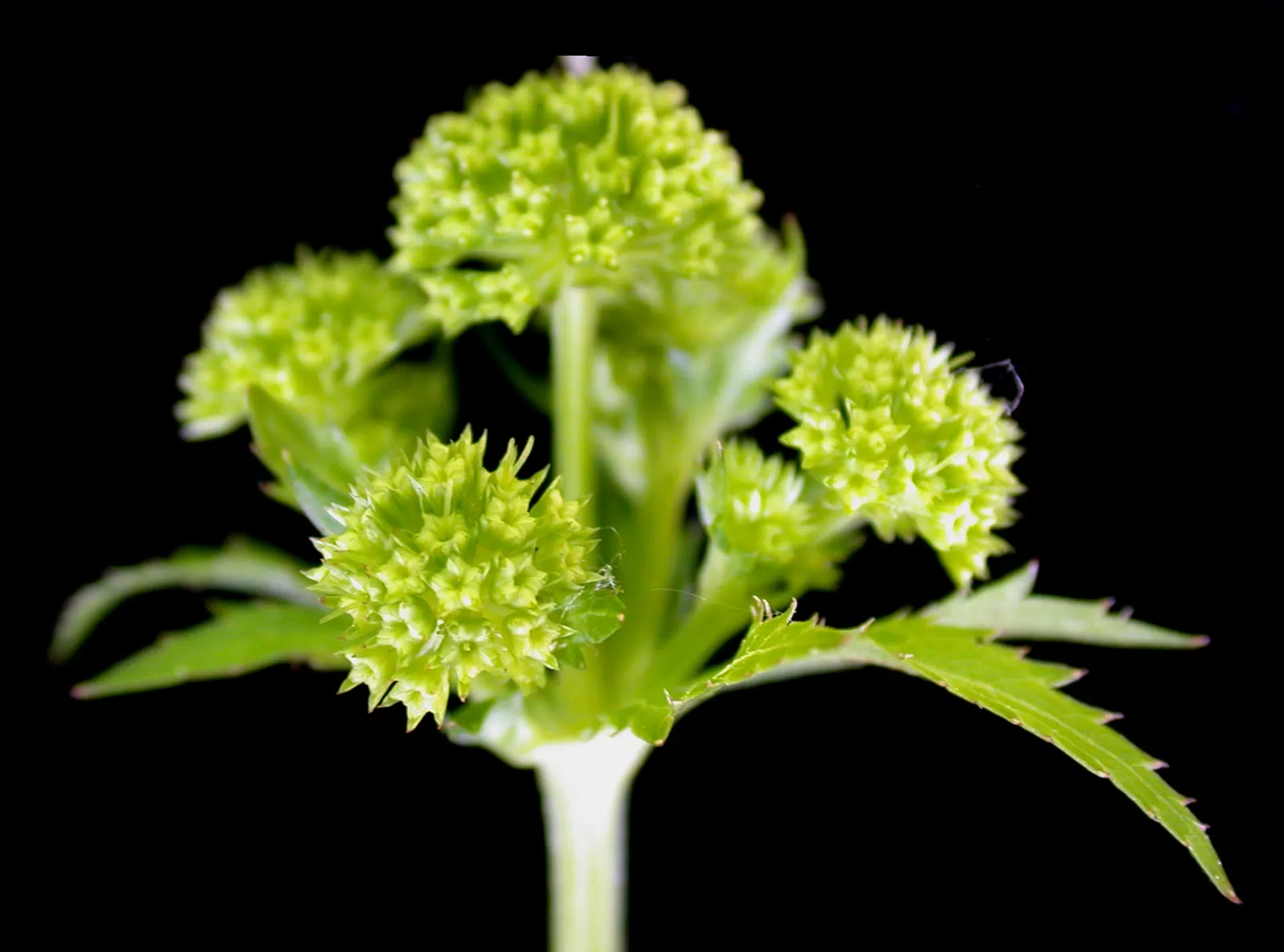 Black Snakeroot (Actaea Racemosa) — perennial / shrub for half or shade; so it should be sited with care in landscapes where children and pets play