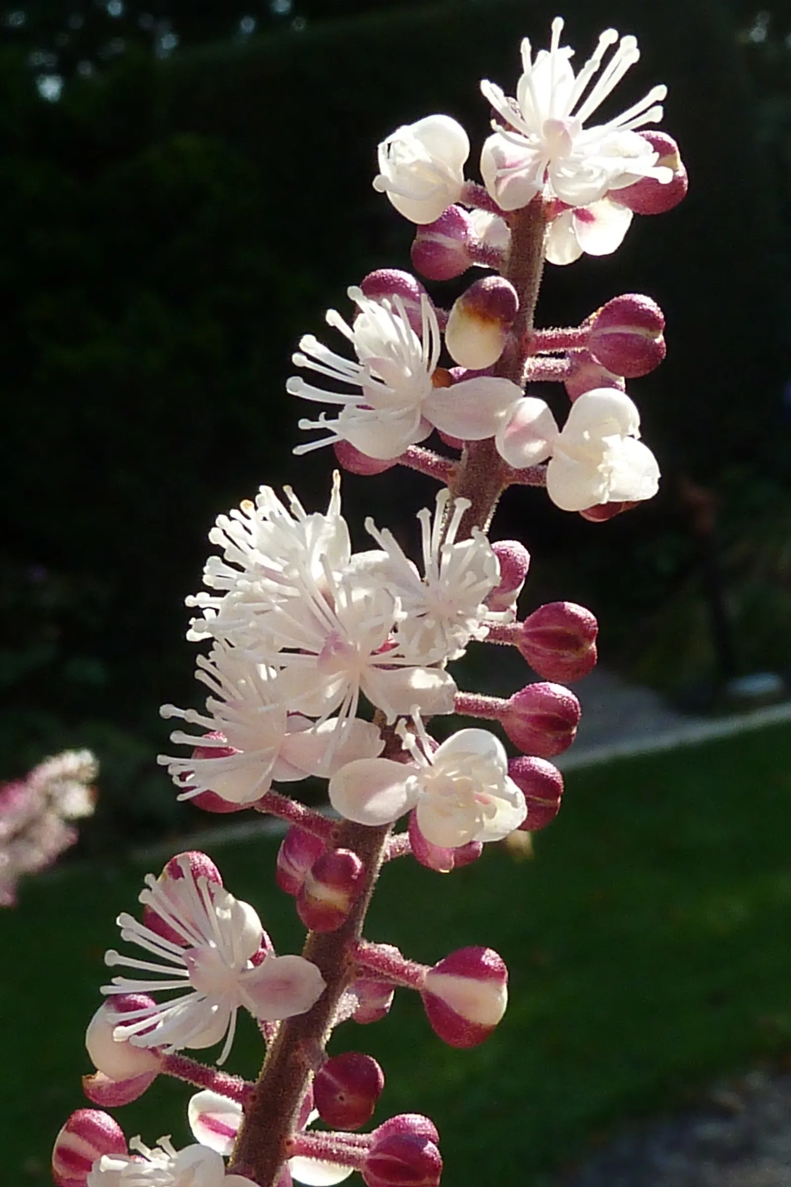 Black Snakeroot (Actaea Racemosa) — It features bottlebrush spires of fragrant white flowers that bloom in late summer, reaching up to 6 feet tall