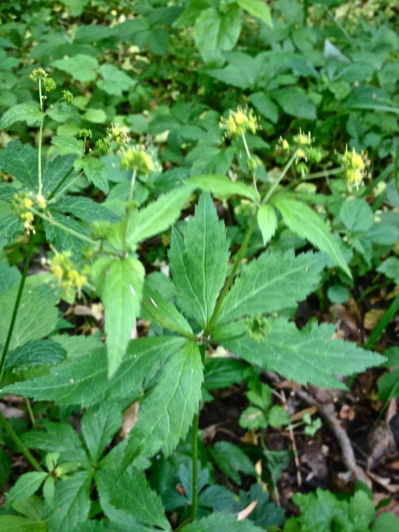 Black Snakeroot (Actaea Racemosa) — favoring a spot in the garden that provides partial to full shade