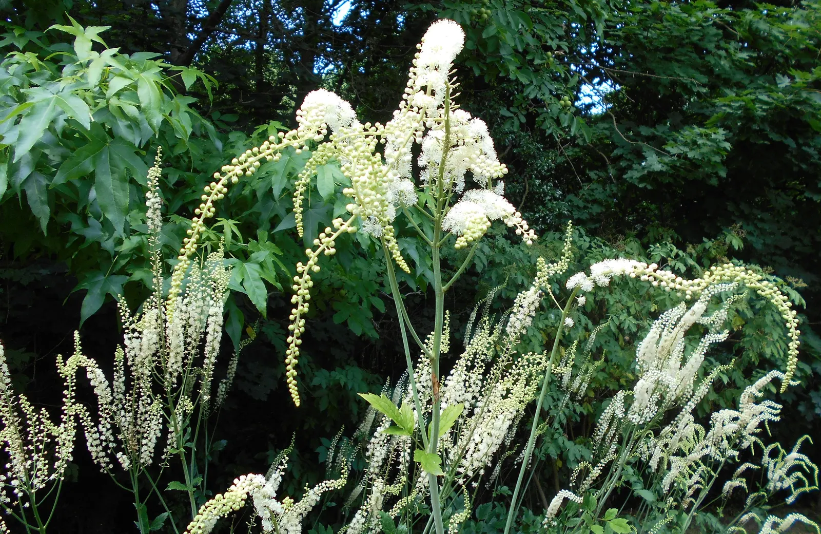 Black Snakeroot (Actaea Racemosa) — Note that all parts of this plant are poisonous if ingested; black Snakeroot showcases its pronounced white to, image 101