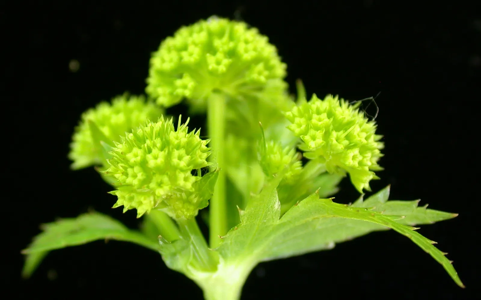 Black Snakeroot (Actaea Racemosa) — perennial / shrub with white blooms; black Snakeroot showcases its pronounced white to cream flower spikes that can extend