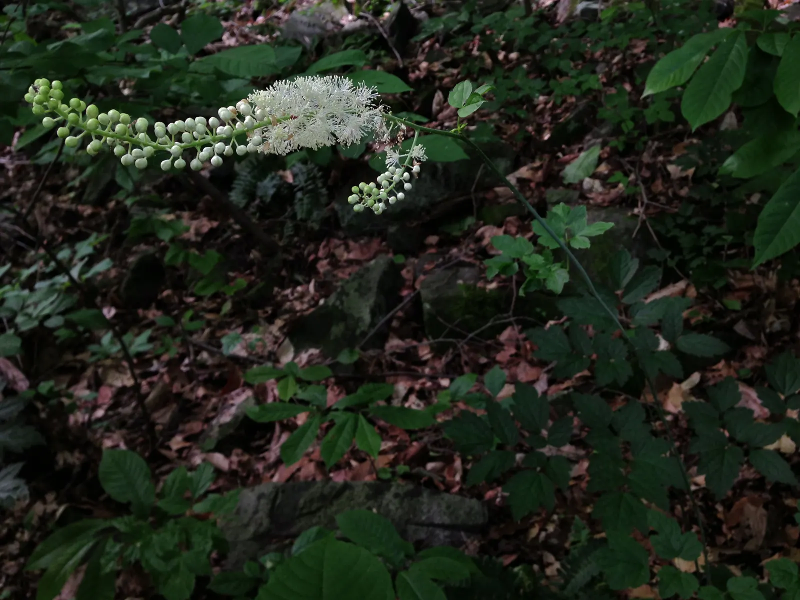 Black Snakeroot (Actaea Racemosa) — commonly referred to as Black Snakeroot or Black Cohosh; black Snakeroot showcases its pronounced white to cream flower