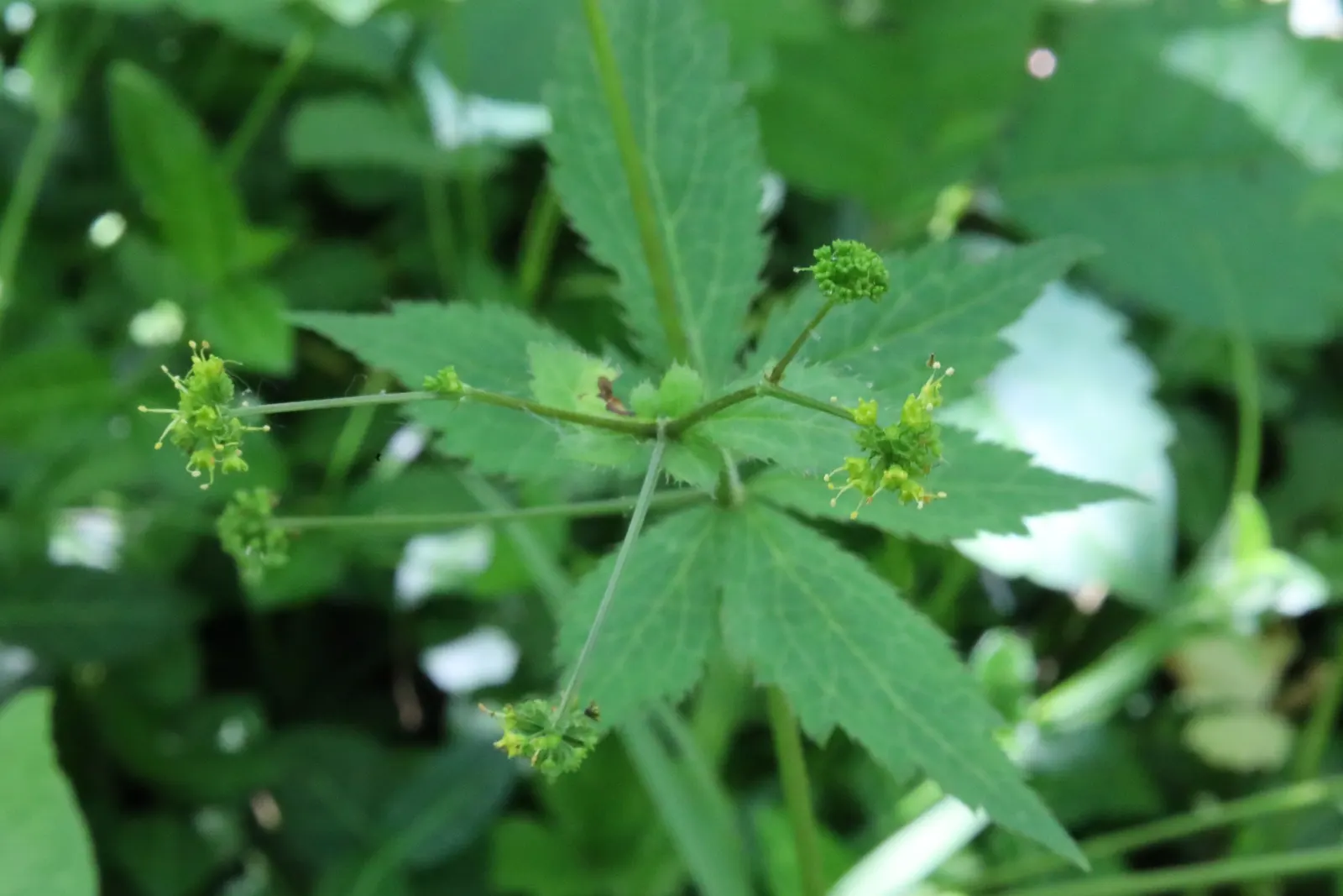 Black Snakeroot (Actaea Racemosa) — Black Snakeroot showcases its pronounced white to cream flower spikes that can extend above the foliage, image 53
