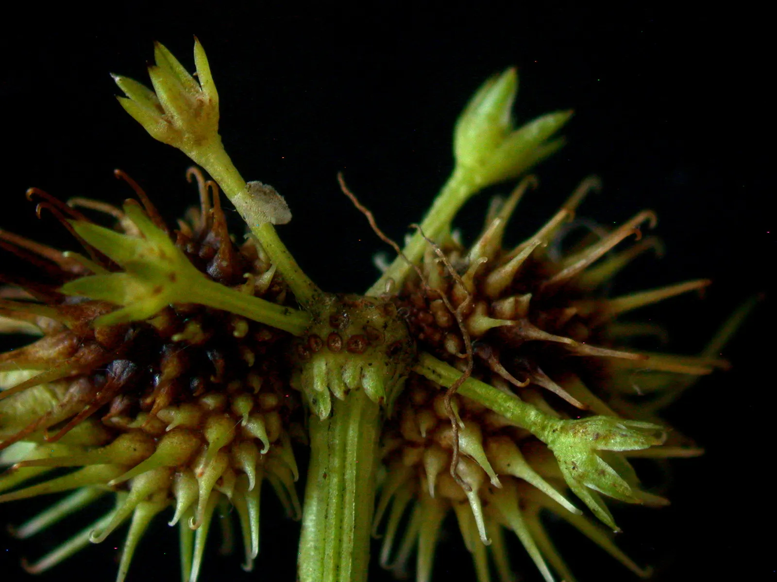 Black Snakeroot (Actaea Racemosa) — allowing it to make a substantial impact in the landscape design; so it should be sited with care in landscapes, image 51