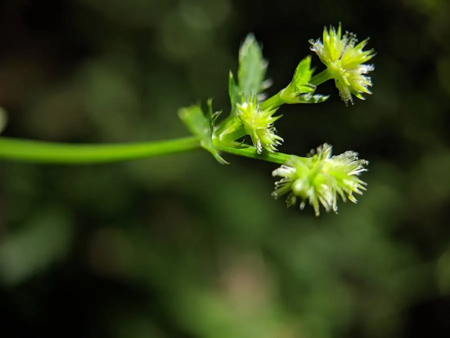 Black Snakeroot (Actaea Racemosa) — It features bottlebrush spires of fragrant white flowers that bloom in late summer, reaching up to 6 feet tall; black
