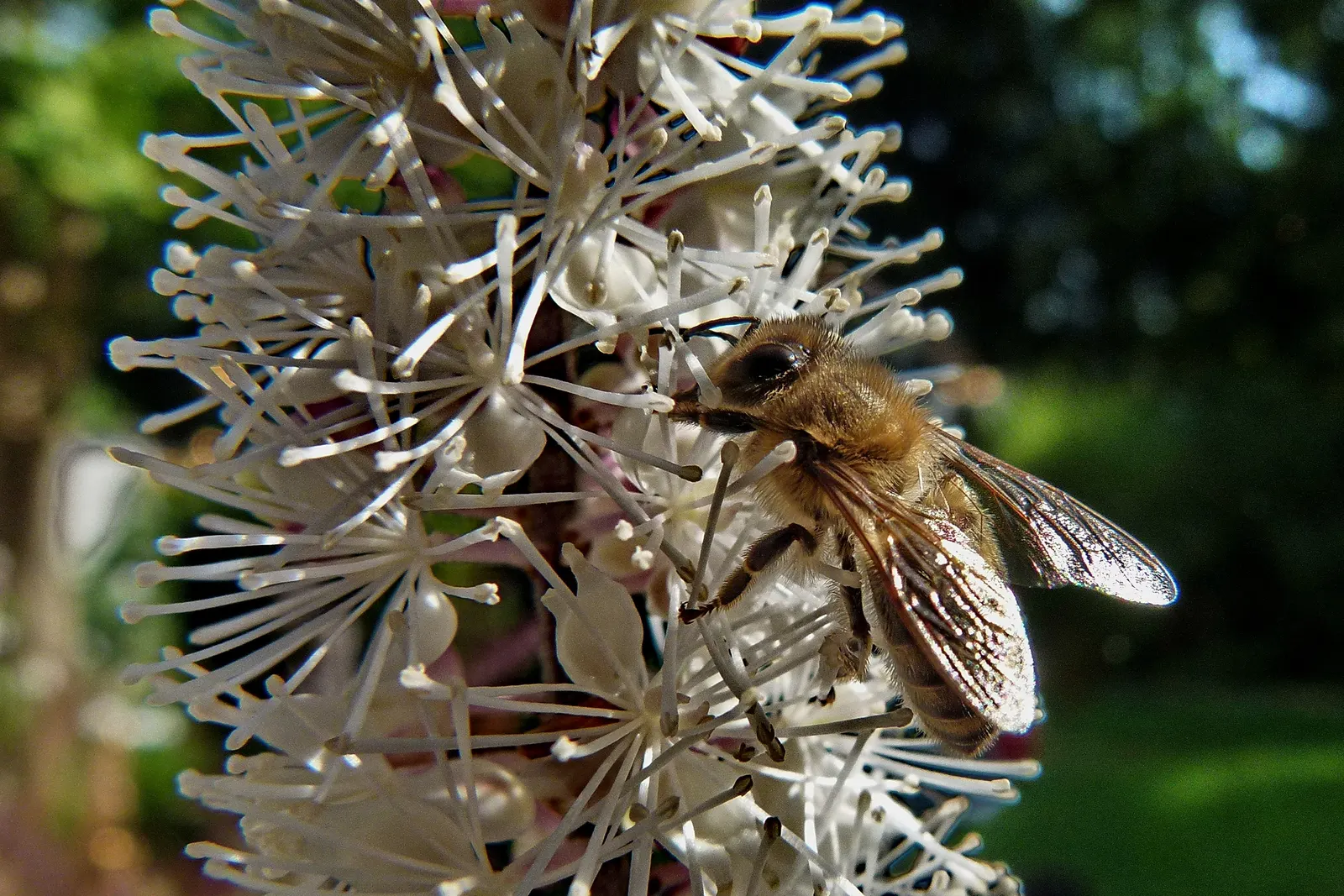 Black Snakeroot (Actaea Racemosa) — perennial / shrub with white blooms; black Snakeroot showcases its pronounced white to cream flower spikes that, image 62