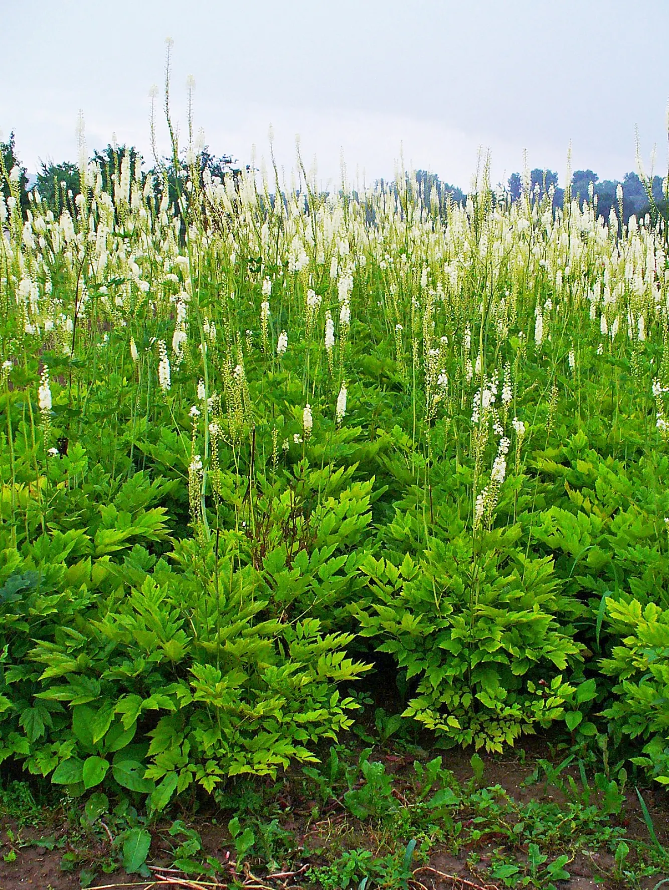 Black Snakeroot (Actaea Racemosa) — white flowers in the garden
