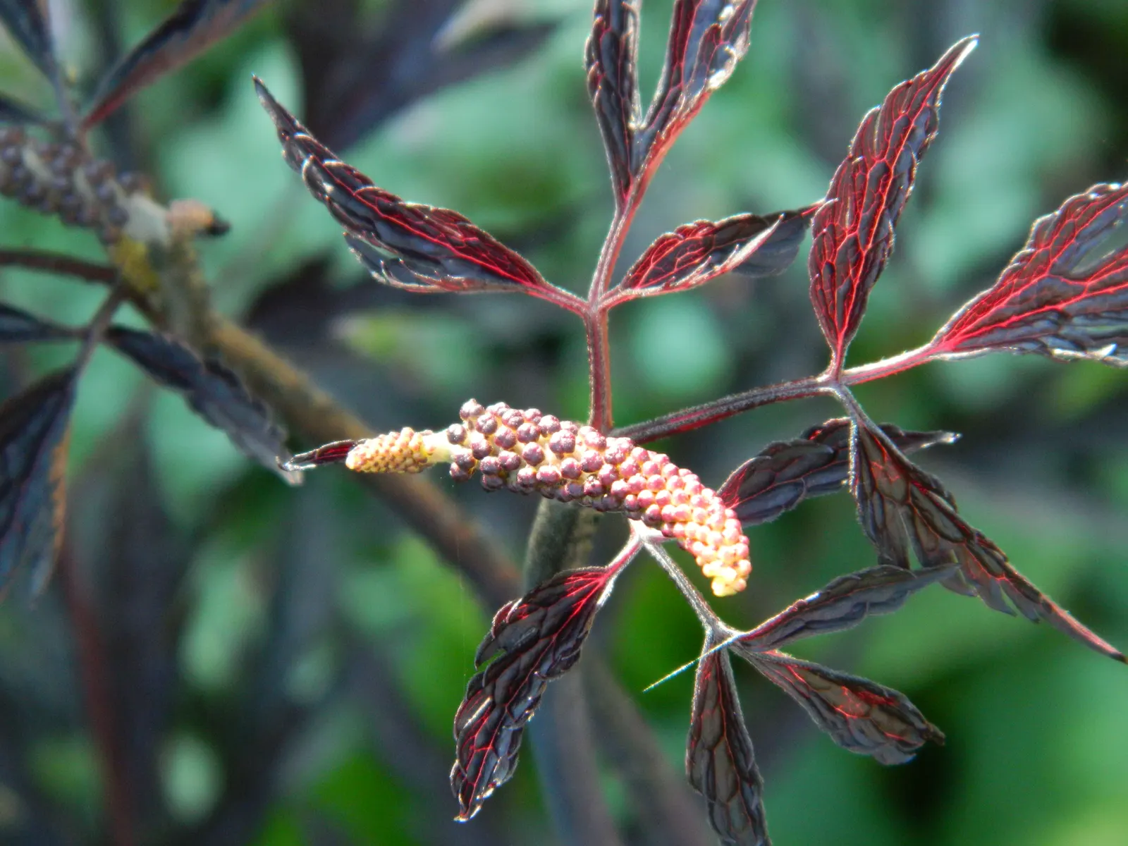 Black Snakeroot (Actaea Racemosa) — so it should be sited with care in landscapes where children and pets play
