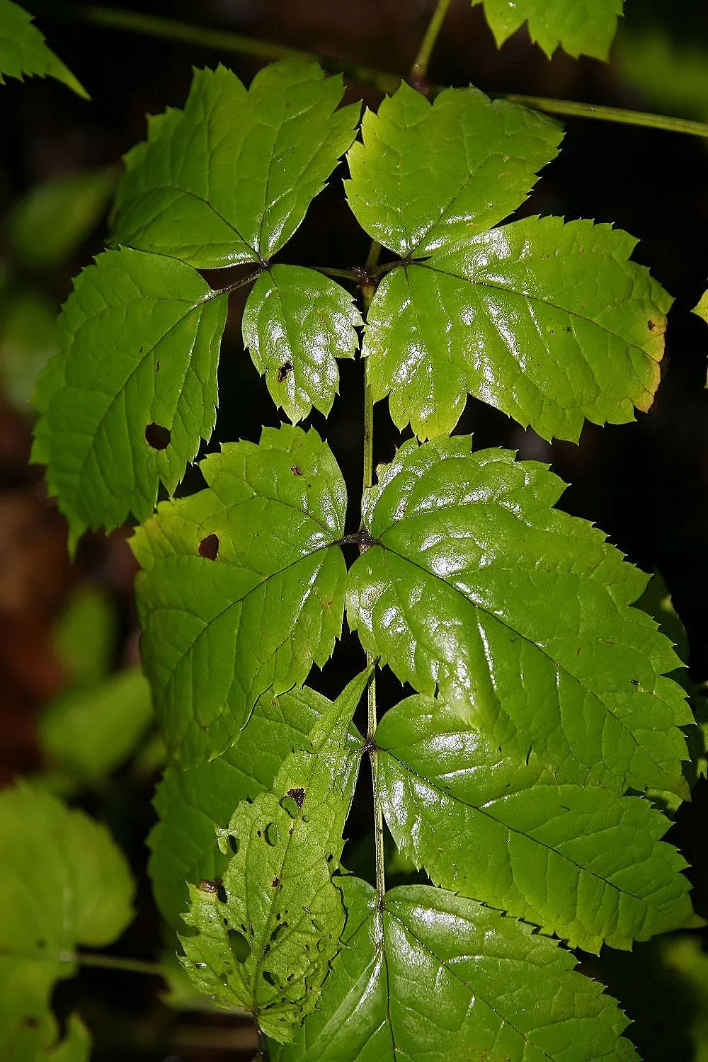 Black Snakeroot (Actaea Racemosa) — is a perennial plant native to the eastern North America; so it should be sited with care in landscapes where, image 90