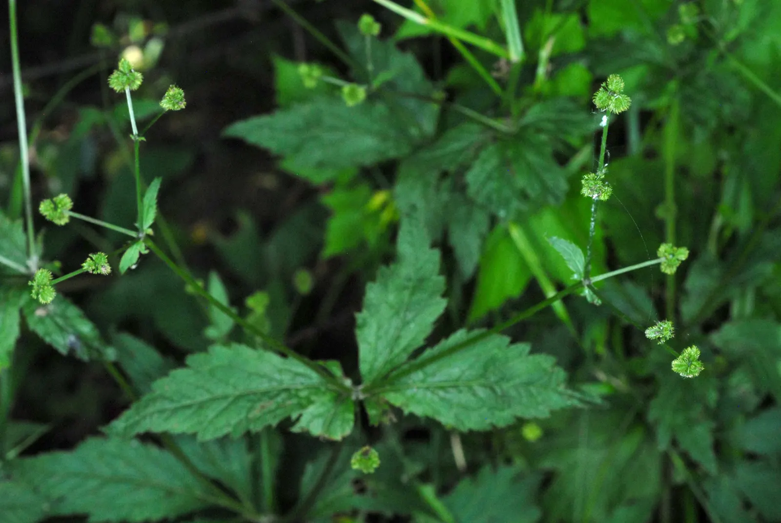 Black Snakeroot (Actaea Racemosa) — so it should be sited with care in landscapes where children and pets play, image 60