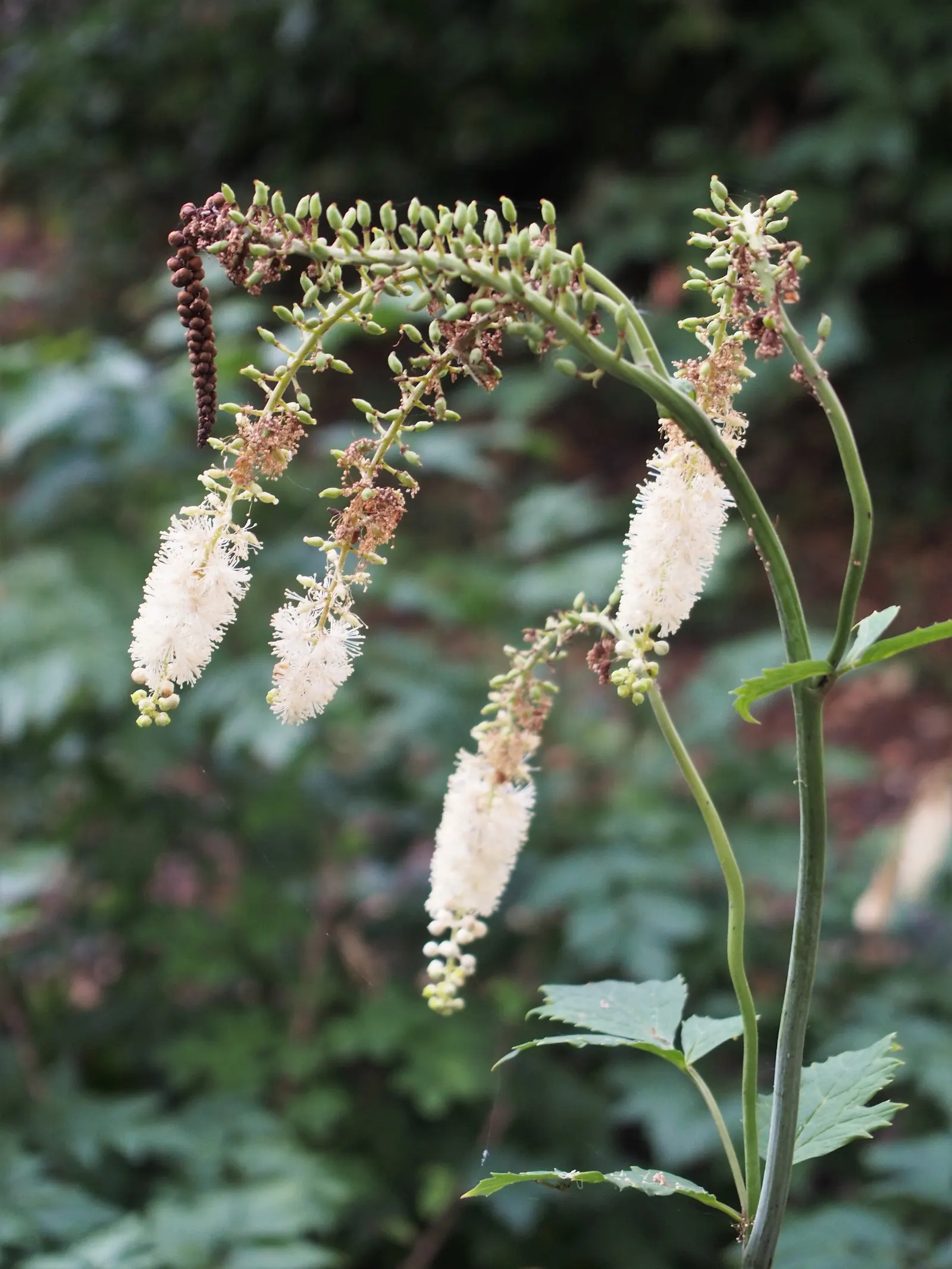 Black Snakeroot (Actaea Racemosa) — It features bottlebrush spires of fragrant white flowers that bloom in late summer, reaching up to 6 feet tall, image 44