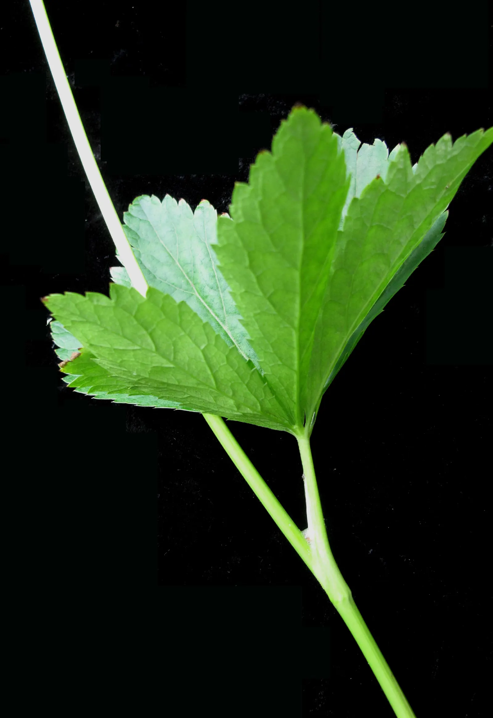 Black Snakeroot (Actaea Racemosa) — It is generally low maintenance but may require watering during prolonged dry spells; its deep green, compound, image 79