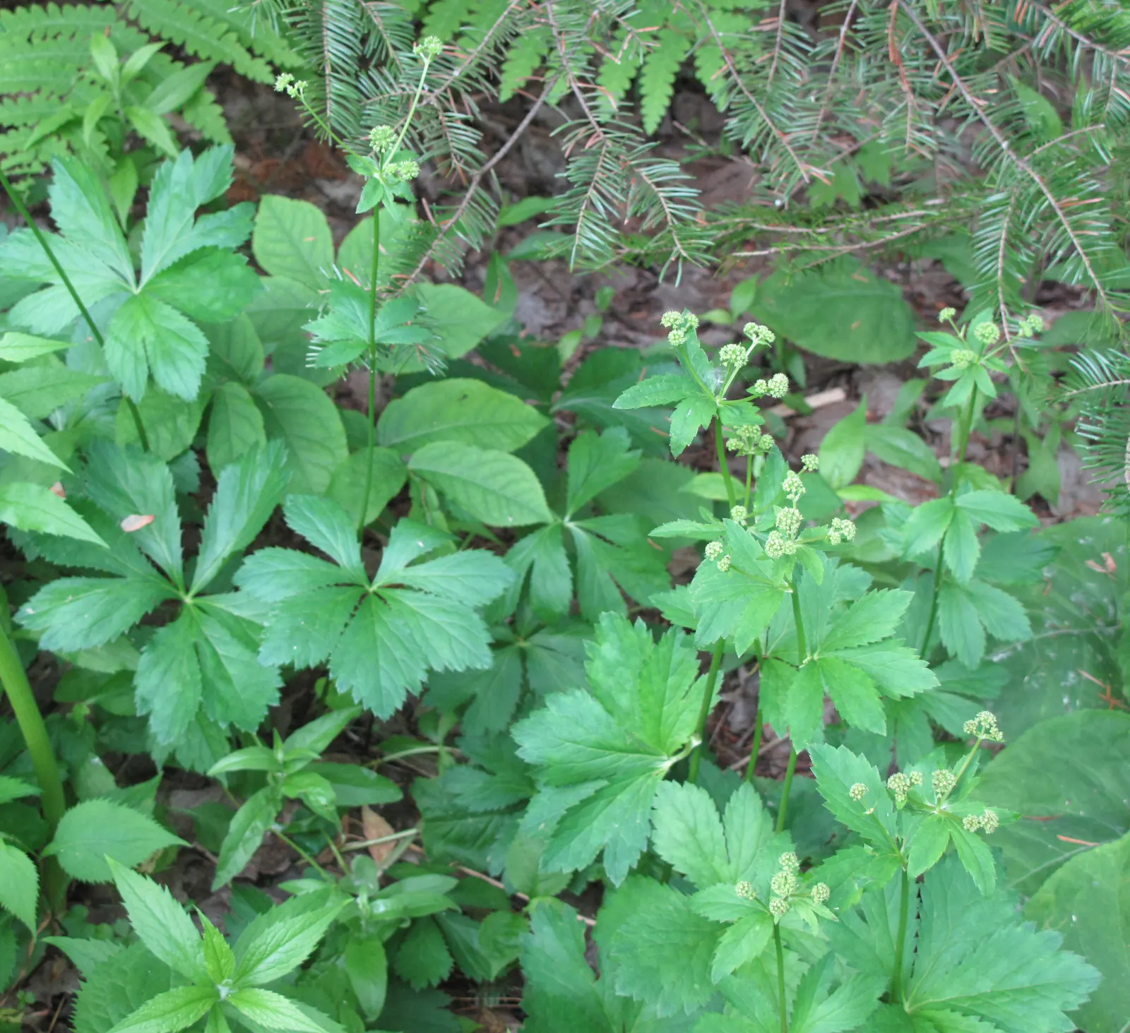 Black Snakeroot (Actaea Racemosa) — adding a vertical dimension to the garden