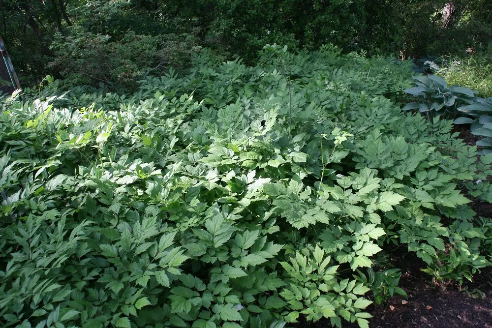 Black Snakeroot (Actaea Racemosa) — so it should be sited with care in landscapes where children and pets play, image 81