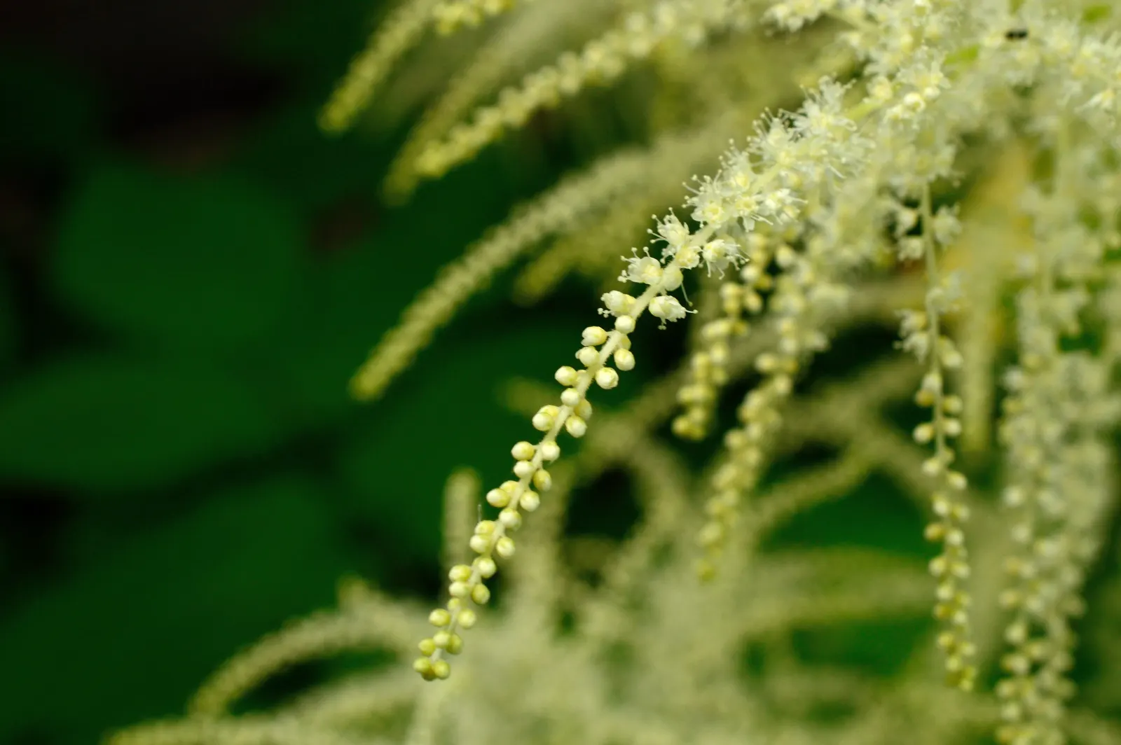 Black Snakeroot (Actaea Racemosa) — favoring a spot in the garden that provides partial to full shade; black Snakeroot showcases its pronounced, image 92